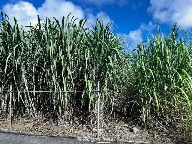 444m² Land for Sale in Itoman, Nanjo City, Okinawa - Thumbnail 4