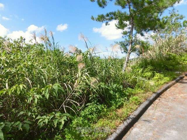 4232 Tsubo Land for Sale in Higashi Village, Okinawa - Thumbnail 2