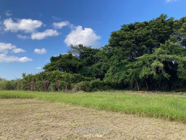446m² Land for Sale in Nakijin, Okinawa - Near Churaumi Aquarium - Thumbnail 3