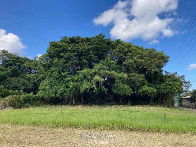 446m² Land for Sale in Nakijin, Okinawa - Near Churaumi Aquarium - Thumbnail 4