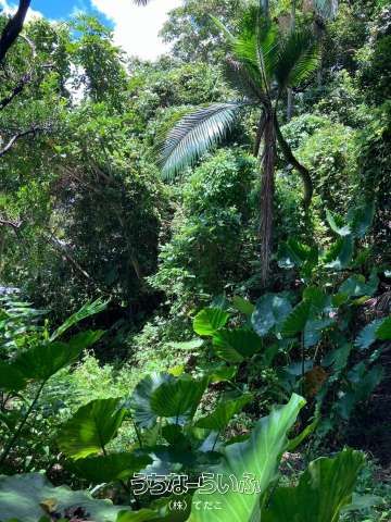 685 sqm Land for Sale in Takabaru, Ogimi Village, Okinawa - Thumbnail 4