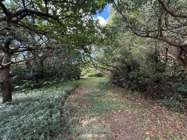 10,298 sqm Ocean View Land for Sale in Yaese, Okinawa - Thumbnail 4