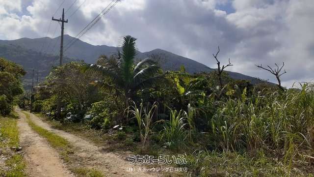 3343 sqm Land for Sale in Fukai, Ishigaki Island, Okinawa - Thumbnail 4