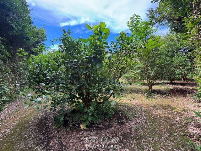 6,514 sqm Farmland for Sale in Furukena, Nago, Okinawa - Thumbnail 4