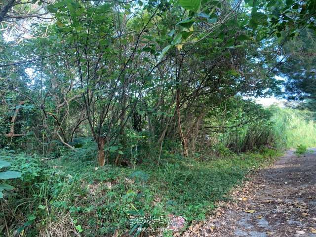 3011 sqm Wilderness Land for Sale in Kabira, Ishigaki - Thumbnail 4