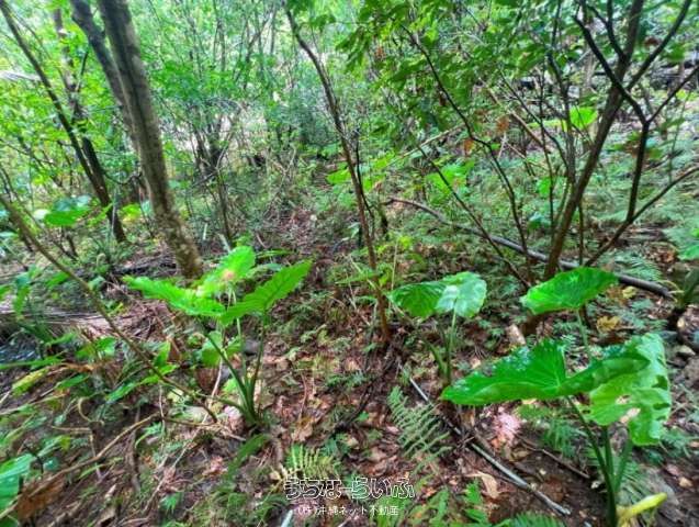 2400 sqm Land for Sale in Higashi Village, Okinawa Yanbaru - Thumbnail 3