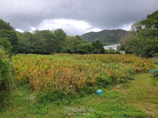 Agricultural Land for Sale in Nago, Okinawa - 1824 sqm Plot - Thumbnail 4