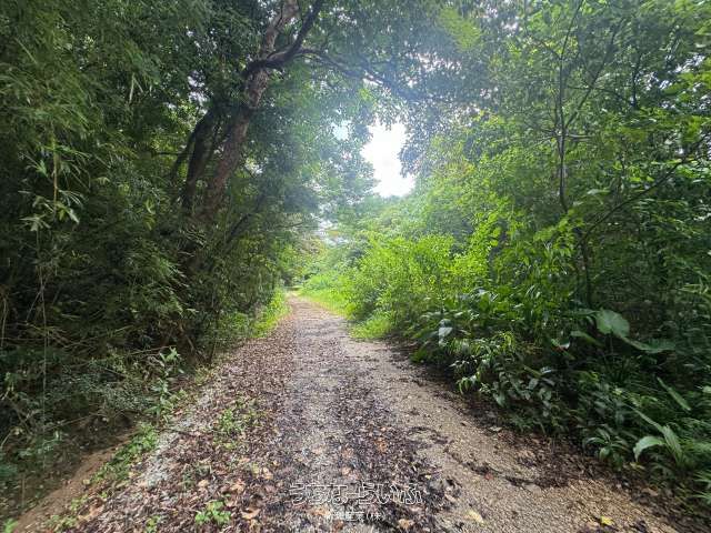 6,175 sqm Land for Sale in Nakijin, Okinawa - Near Major Attractions - Thumbnail 2