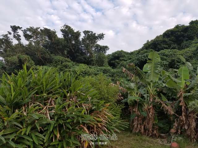 305.79 sqm Farmland for Sale in Yaese Town, Okinawa - Thumbnail 3