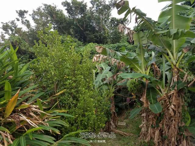 305.79 sqm Farmland for Sale in Yaese Town, Okinawa - Thumbnail 2