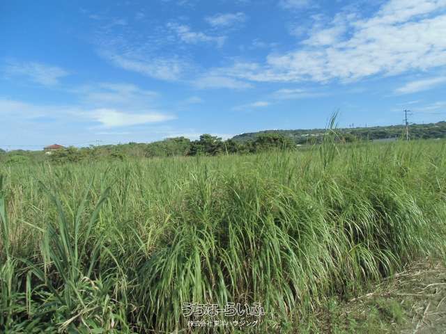 2128 sqm Agricultural Land for Sale in Itoman City, Okinawa - Thumbnail 3