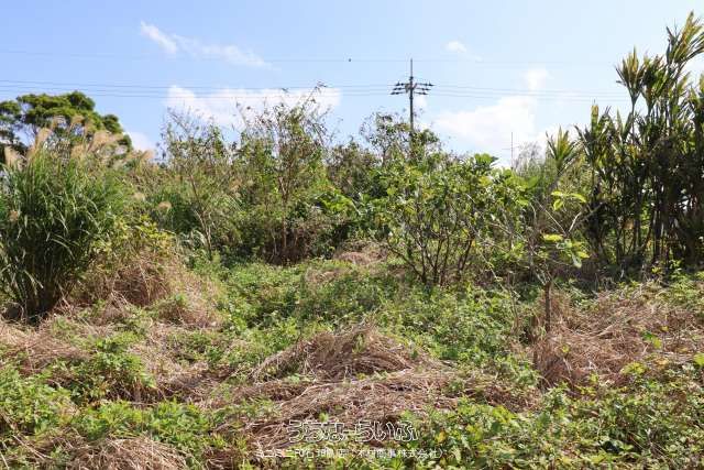 998m² Land for Sale in Ishigaki, Okinawa - Momozato Area - Thumbnail 3