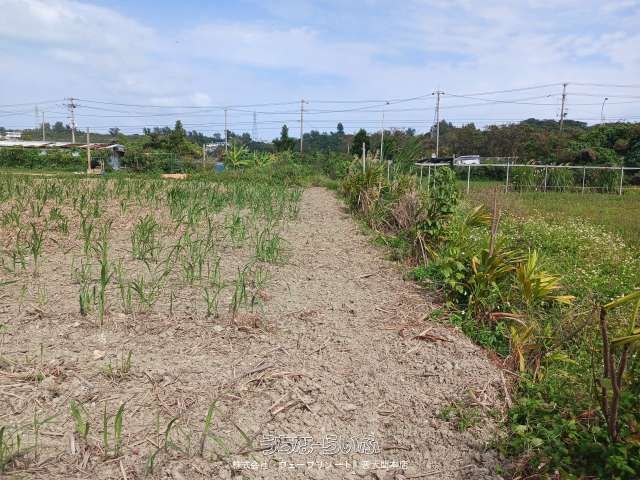 1690m² Agricultural Land for Sale in Uruma City, Okinawa - Thumbnail 3