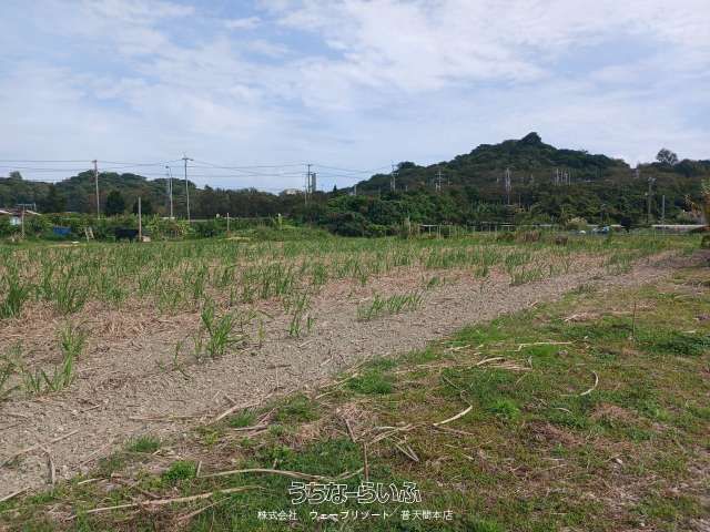 1690m² Agricultural Land for Sale in Uruma City, Okinawa - Thumbnail 4