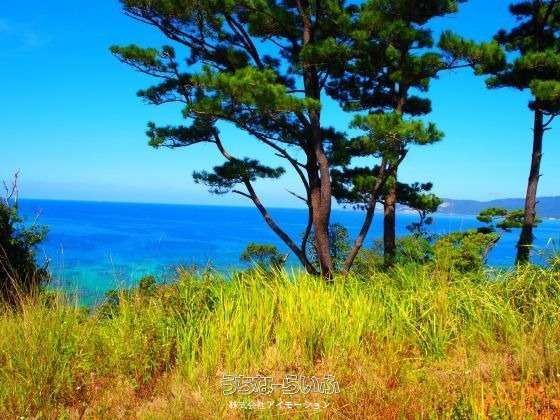3631 sqm Land for Sale in Kuda, Nago City, Okinawa - Thumbnail 4