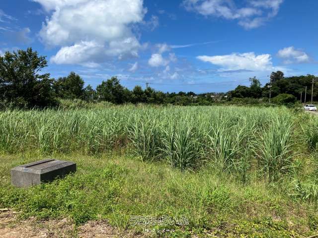 1905 sqm Agricultural Land for Sale in Nago City, Okinawa - Thumbnail 2