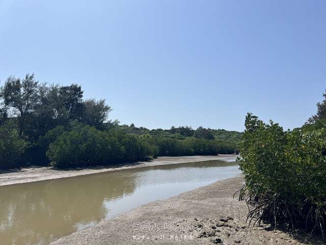 Miyakojima Land for Sale: Waterfront Plot Facing Mangrove Forest - Thumbnail 2