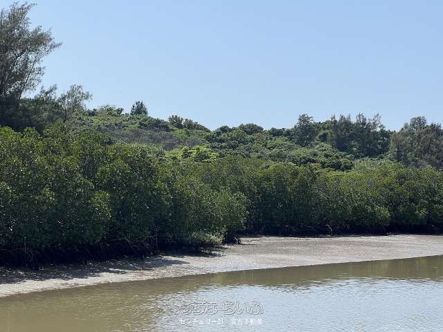 Miyakojima Land for Sale: Waterfront Plot Facing Mangrove Forest - Thumbnail 3