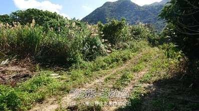 Land for Sale in Fukai, Ishigaki - Near Blue Cave with Sea Views - Thumbnail 3