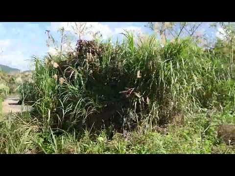 Land for Sale in Fukai, Ishigaki - Near Blue Cave with Sea Views - Thumbnail 4