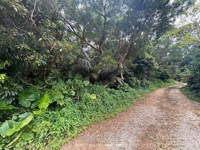 2119 sqm Land for Sale in Nakijin Village, Okinawa - Thumbnail 4