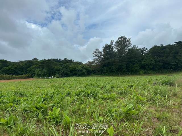 3,234 sqm Flat Farmland for Sale in Nago, Okinawa - Thumbnail 3