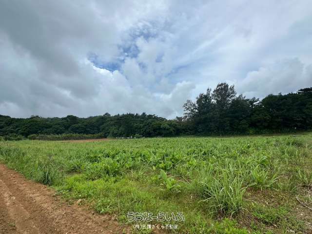 3,234 sqm Flat Farmland for Sale in Nago, Okinawa - Thumbnail 4