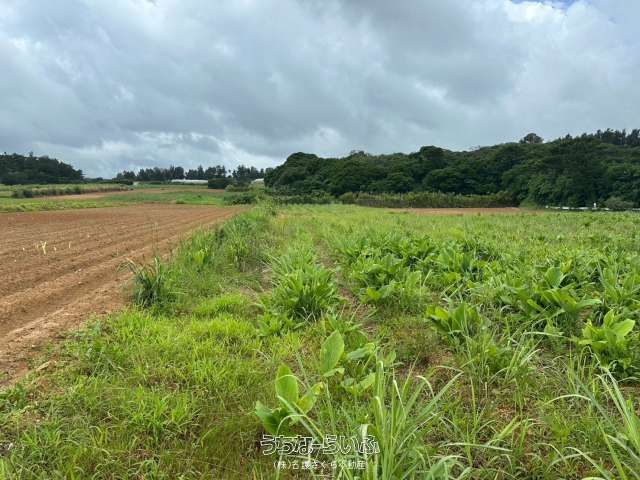 3,234 sqm Flat Farmland for Sale in Nago, Okinawa - Thumbnail 2