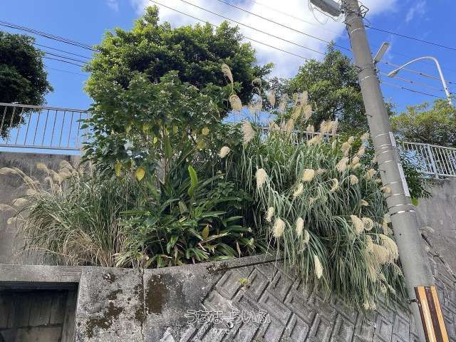 Rental Land in Naha, Shurisakiyama-cho | 25.45m² | 100,000 Yen - Thumbnail 2