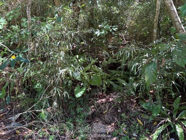 Forest Land for Sale in Nago, Okinawa - Solar Power & Campsite Potential - Thumbnail 4