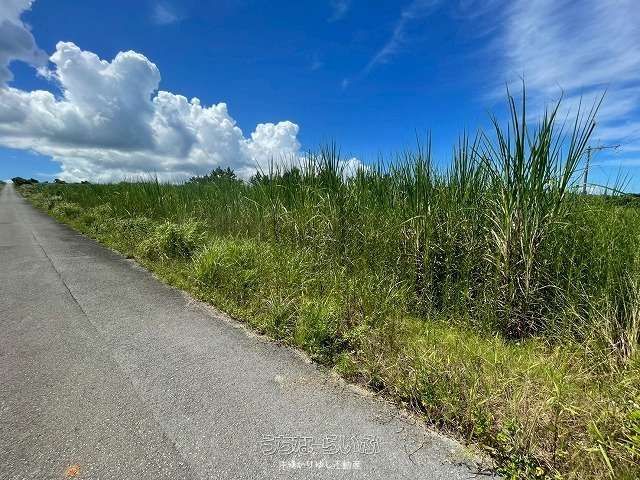 1905㎡ Agricultural Land for Sale in Nago City, Okinawa - Thumbnail 3