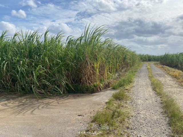 Agricultural Land for Sale in Miyara, Ishigaki City, Okinawa - Thumbnail 2