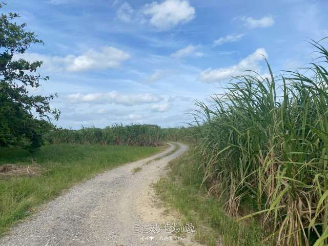 Agricultural Land for Sale in Miyara, Ishigaki City, Okinawa - Thumbnail 4