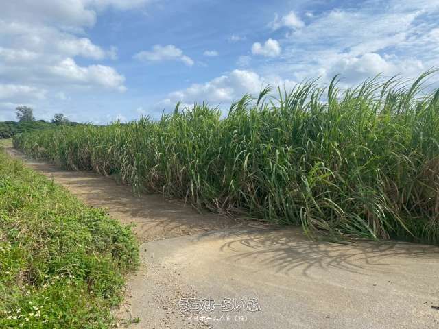 Agricultural Land for Sale in Miyara, Ishigaki City, Okinawa - Thumbnail 3