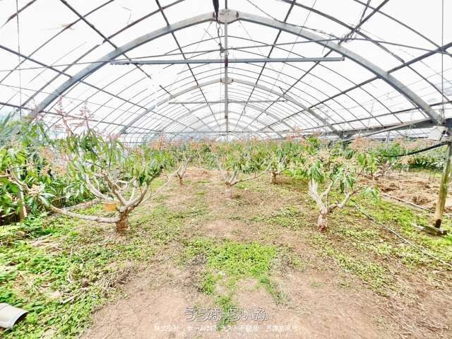 11,399 sqm Agricultural Land for Sale in Nago, Okinawa - Thumbnail 3