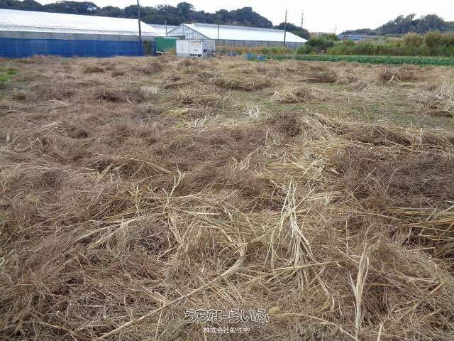 911 sqm Agricultural Land for Sale in Itoman City, Okinawa - Thumbnail 2
