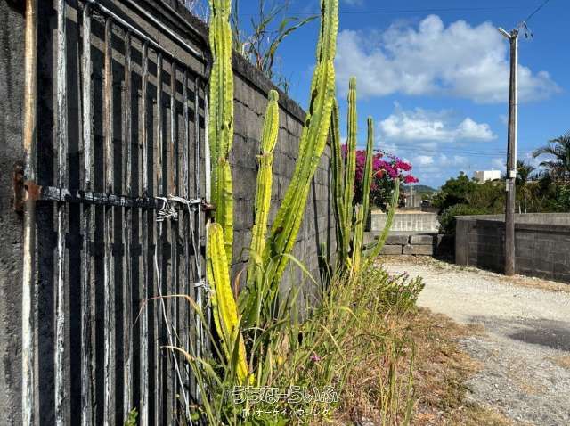 118-Tsubo Land for Sale in Yaese Town, Okinawa - Thumbnail 4