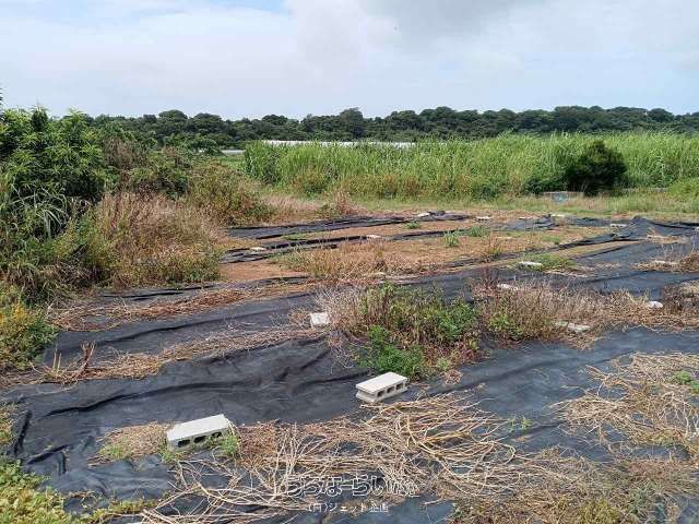 261sqm Residential Land for Sale in Itoman City, Okinawa - Thumbnail 2