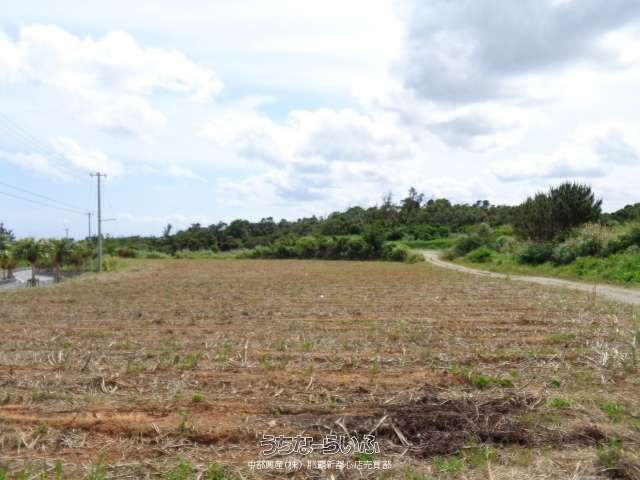 10451 sqm Land for Sale in Toyohara, Nago, Okinawa - Thumbnail 2