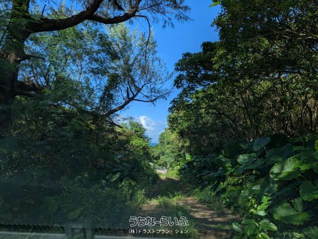 896 sqm Agricultural Land for Sale in Kunihara, Nanjo City, Okinawa - Thumbnail 4