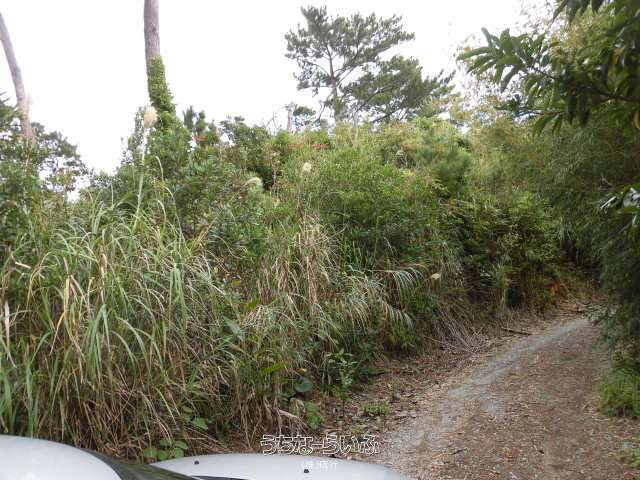 4518 sqm Buildable Land for Sale in Onna Village, Okinawa - Thumbnail 3