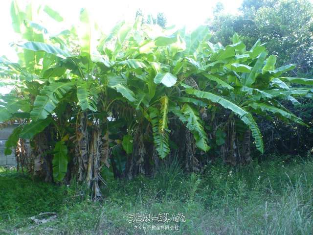 498.49㎡ Land for Sale in Sesoko, Motobu Town, Okinawa - Thumbnail 4