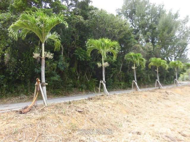 330m² Land for Sale in Nago City, Okinawa Near Beach - Image 1