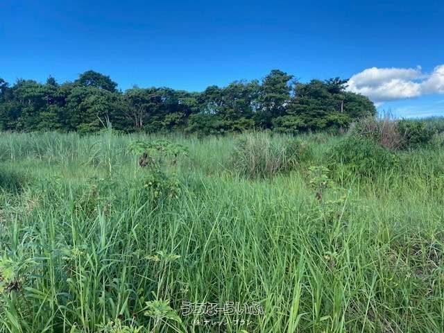 Agricultural Land for Sale on Yagaji Island, Nago, Okinawa - Thumbnail 2