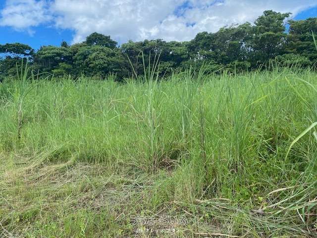Agricultural Land for Sale on Yagaji Island, Nago, Okinawa - Thumbnail 3