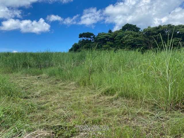 Agricultural Land for Sale on Yagaji Island, Nago, Okinawa - Image 1