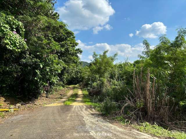 9907 sqm Land for Sale in Noso, Ishigaki City, Okinawa - Thumbnail 3