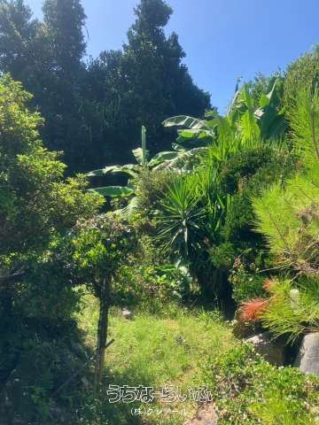 250-Tsubo Land for Sale in Motobu, Okinawa - Near Gushiken Beach - Thumbnail 4