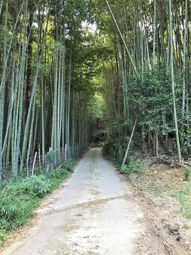 Land for Sale in Early Ward, Fukuoka - 101 sqm Forest Plot - Thumbnail 2