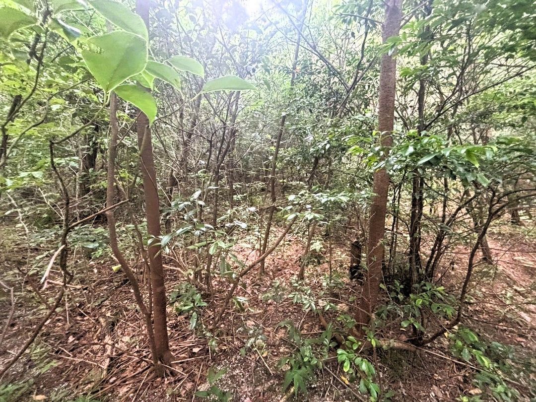 Land for Sale in Sawara Ward, Fukuoka - Ideal for Mushroom Farming - Thumbnail 3
